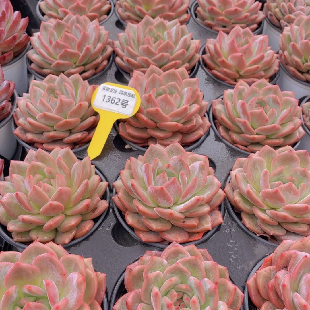 1362号 凌雪大单头一个