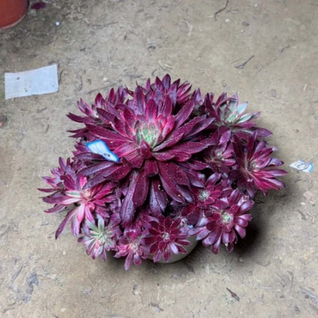 【闪购商品】多肉植物断枝不包6