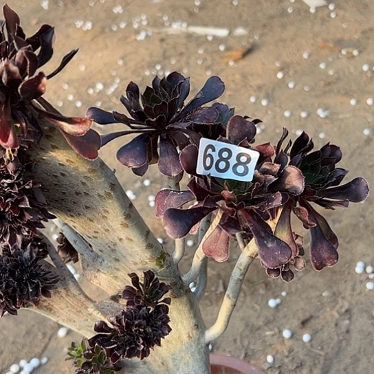 古***姐多肉植物一个有伤688