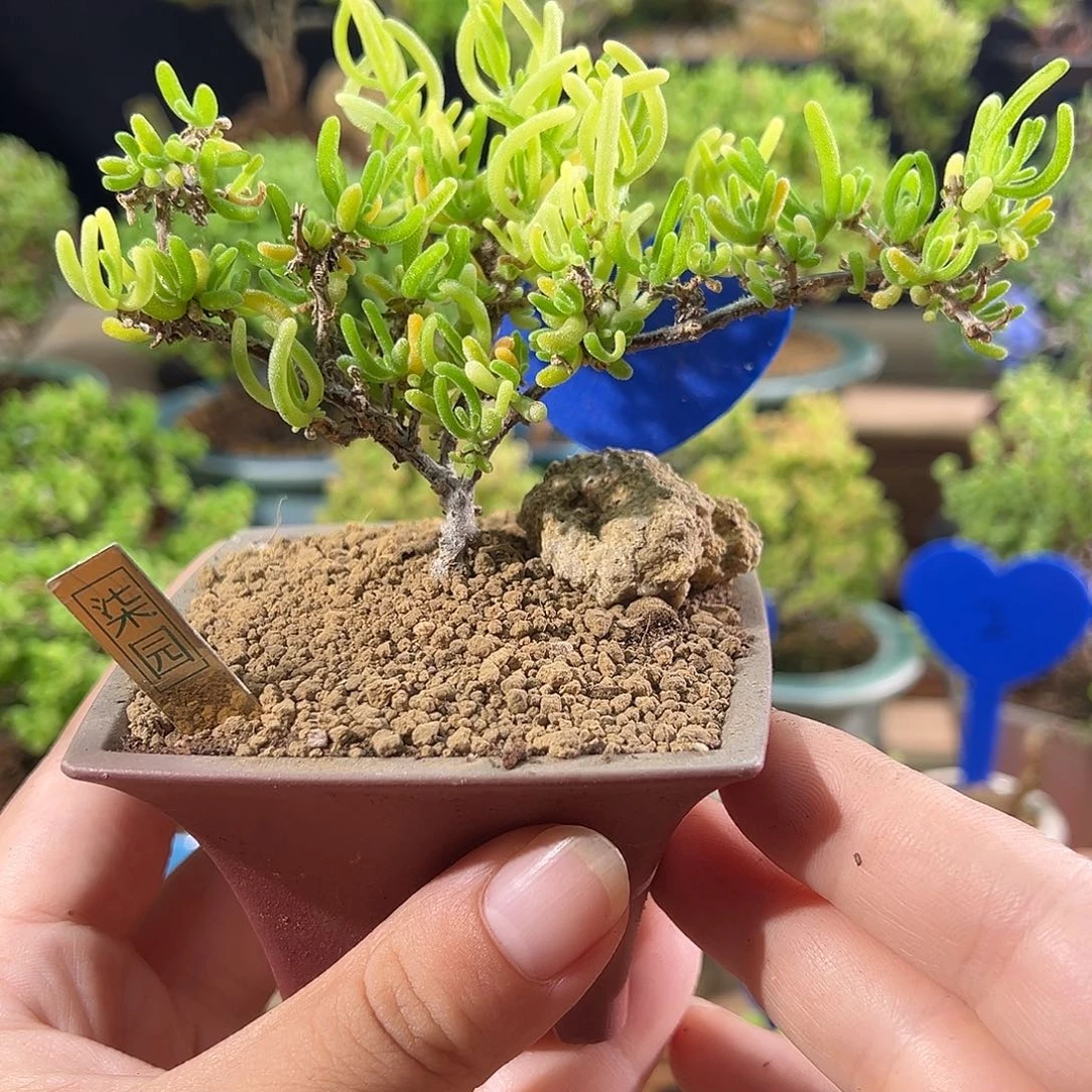 5号 荧光兔飘桩造型