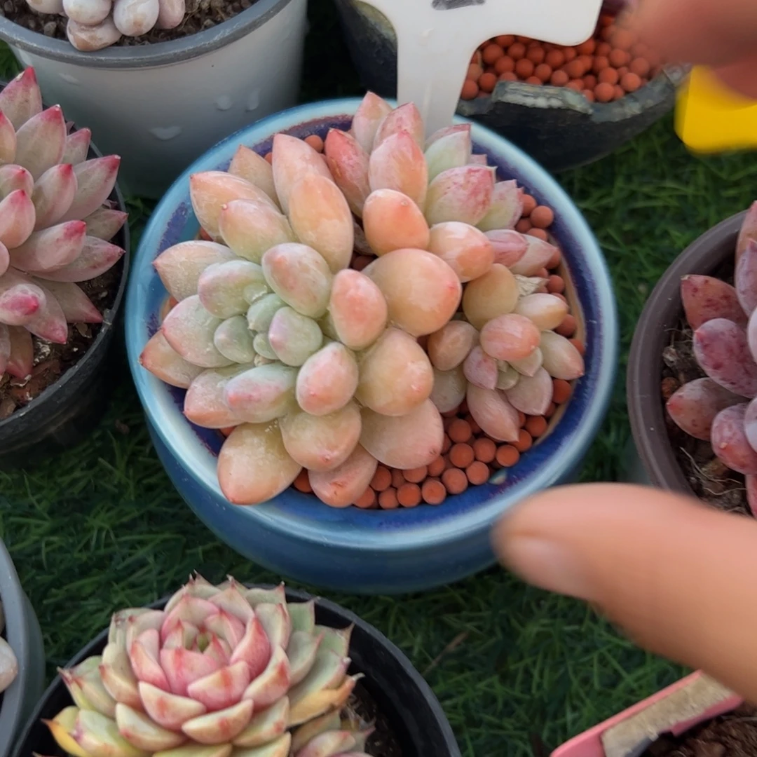 胖体奶糖多肉植物