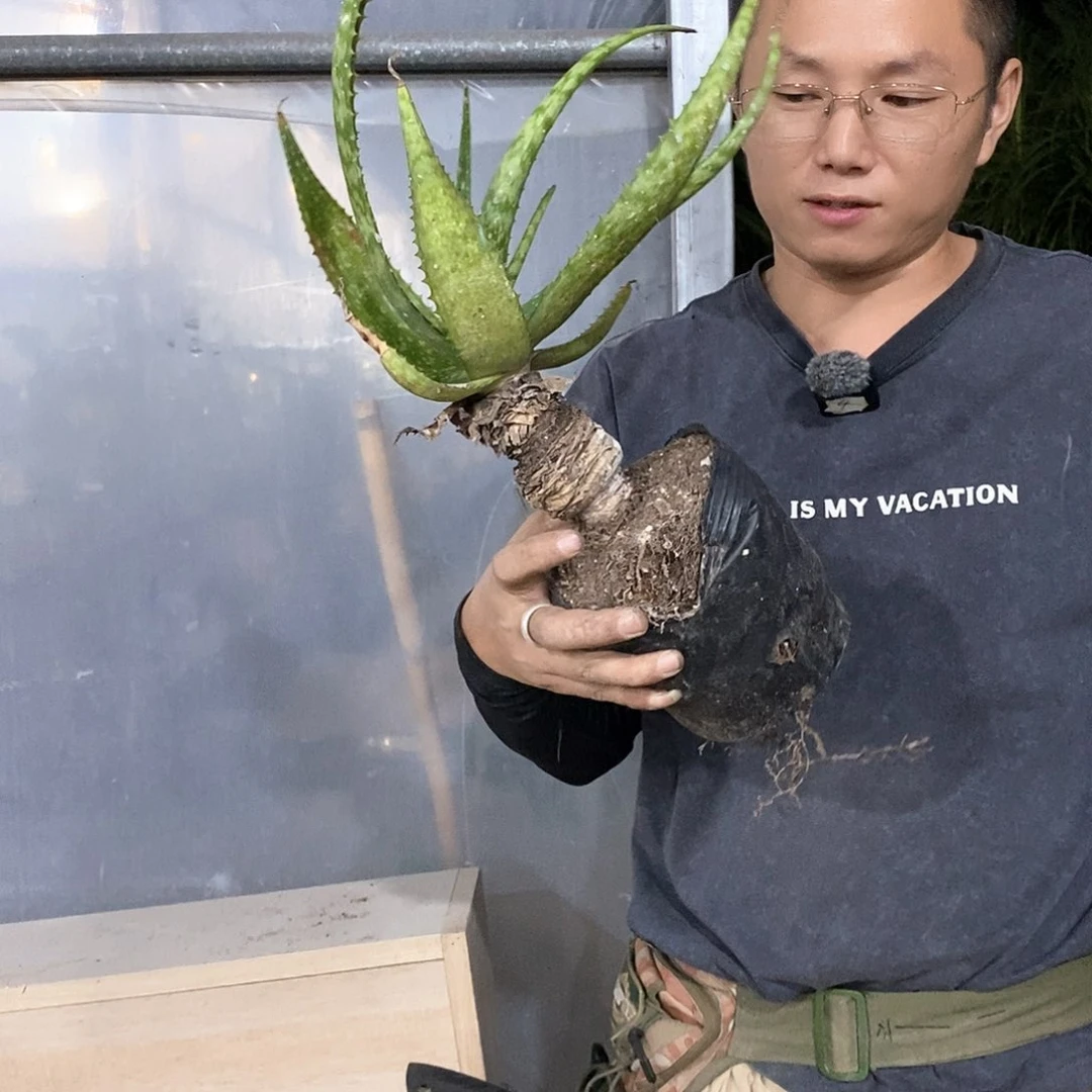68号芦荟一颗。