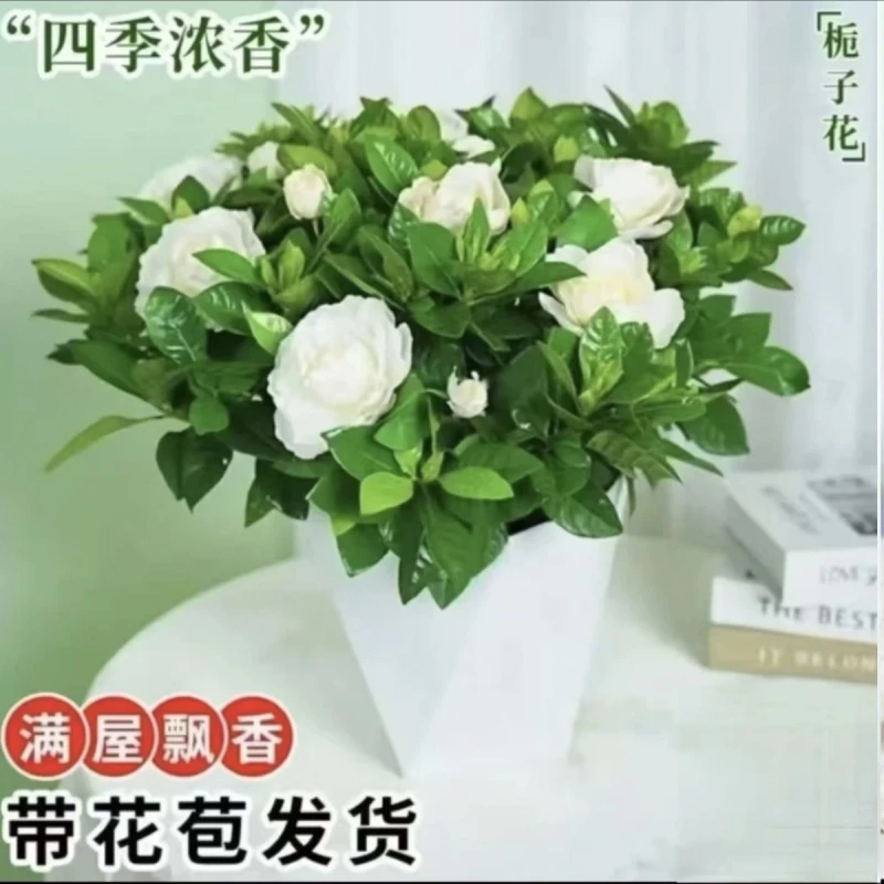 【带花苞】正宗栀子花浓香型盆栽花卉室内植物四季净化空气开花好养