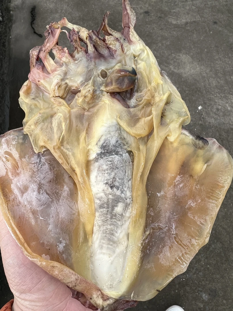 捡漏破损瑕疵墨鱼干淡干9成干淡干淡晒东海本港墨鱼干