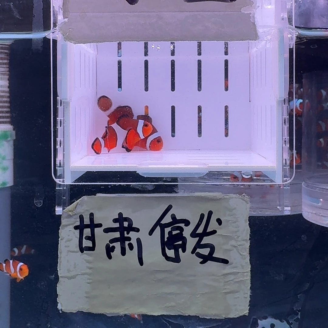 海水鱼4.5+精品黑边公子一对黑边