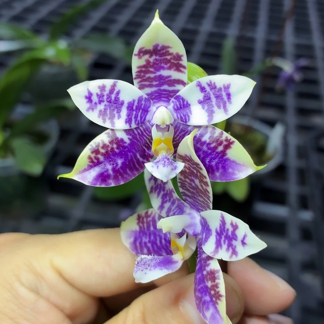 当前无花朵，栽培后可花朵A162yss1180