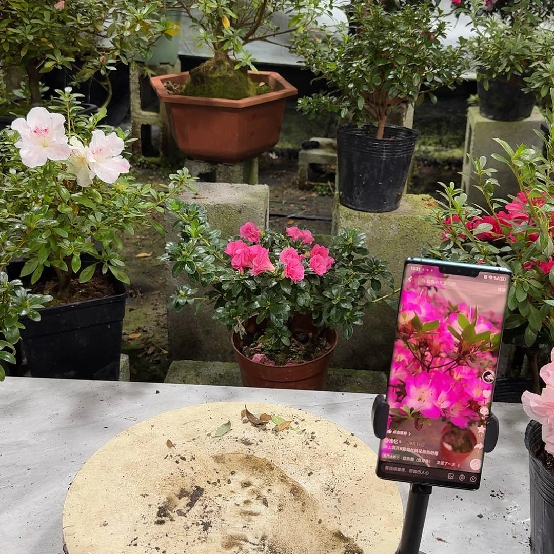 全部花苞明日香杜鹃花