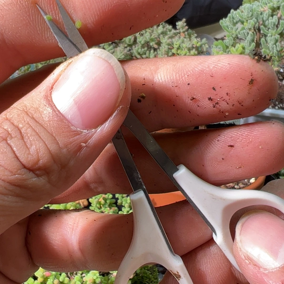 超尖直剪子白色钢化