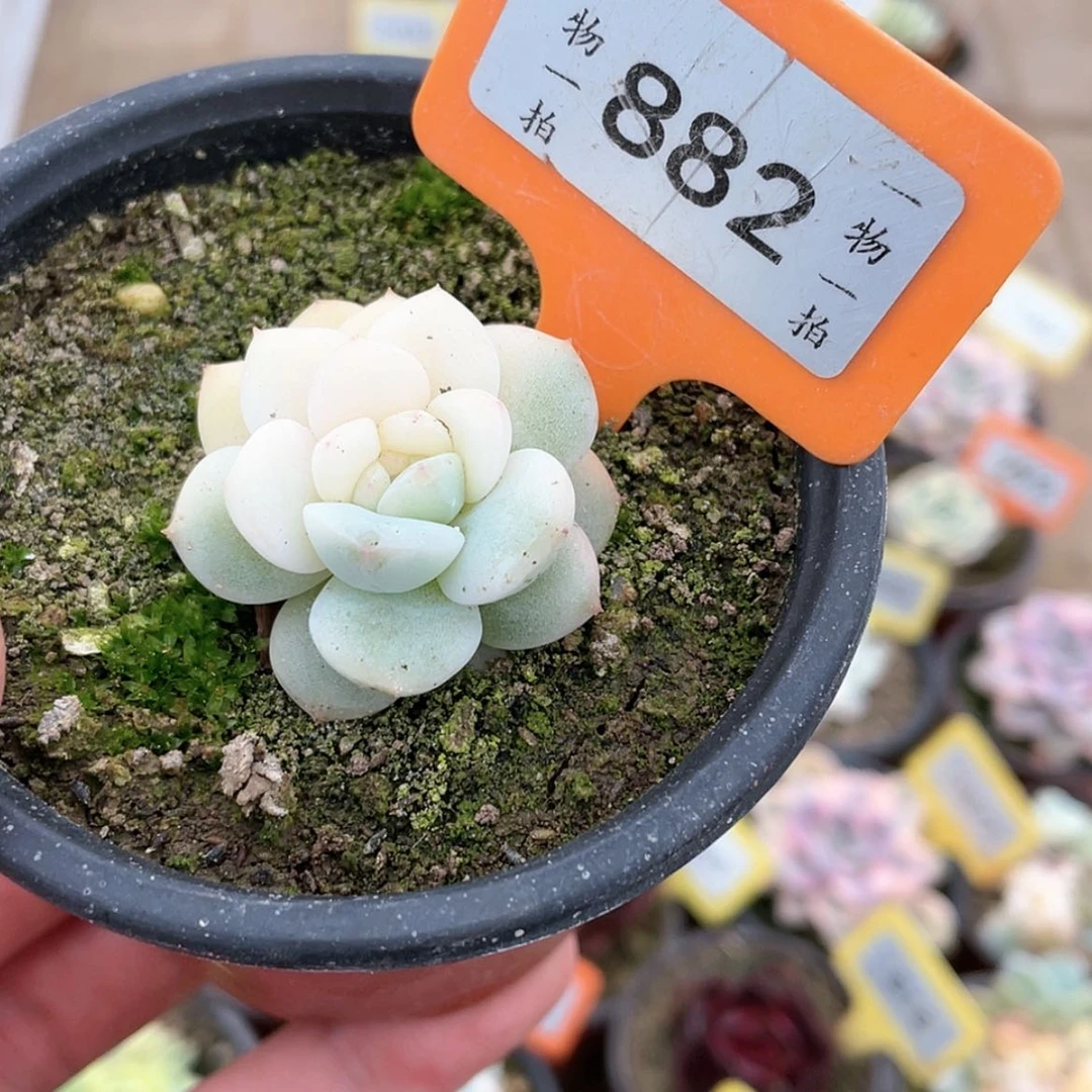 【闪购商品】882号