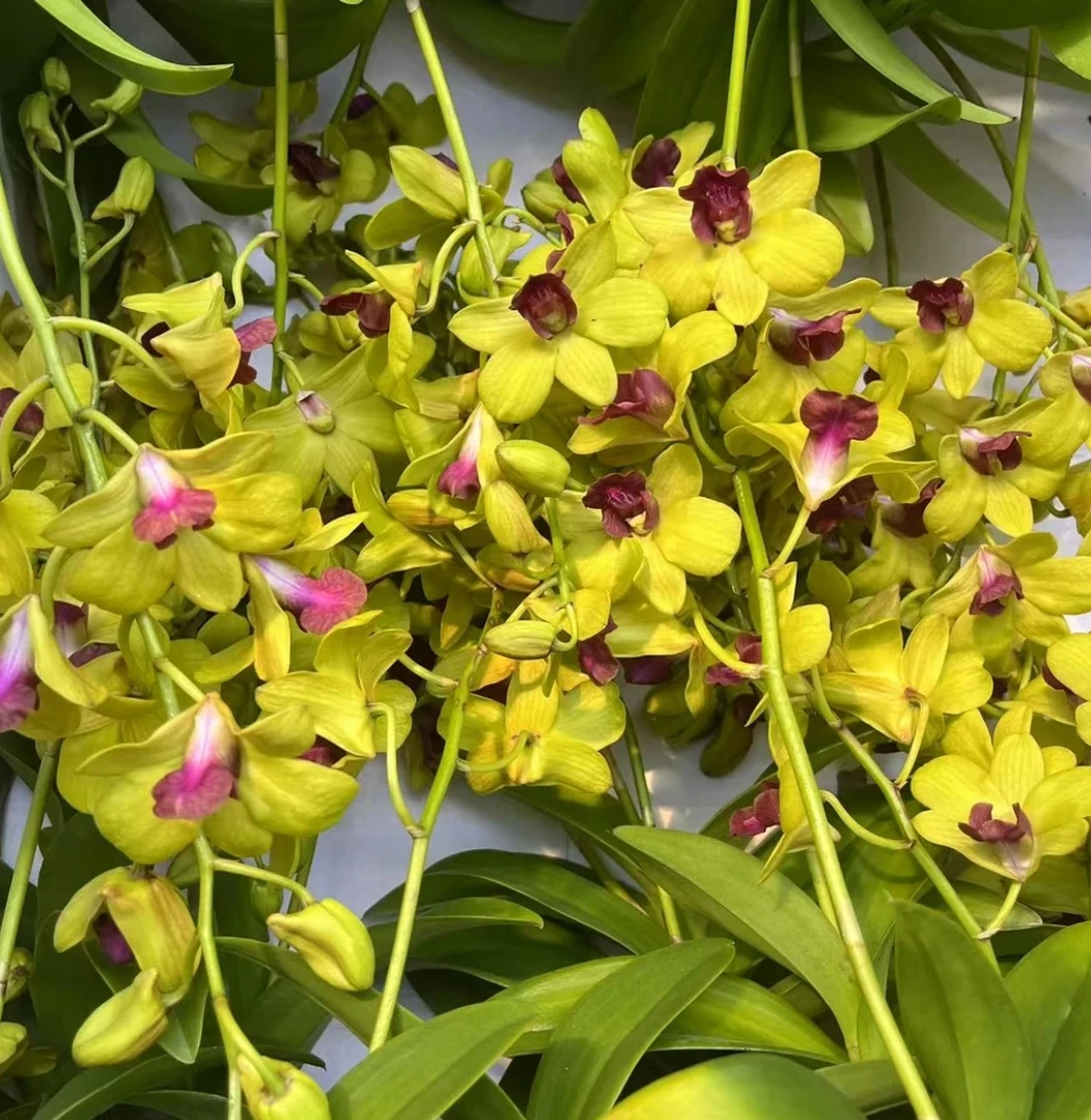 【金童】  石斛兰花盆栽室内外好养活长花期绿植花卉