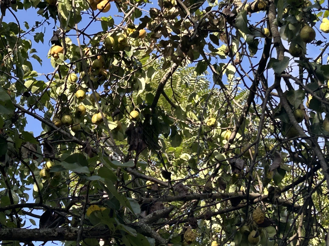 落旗山高山野梨子