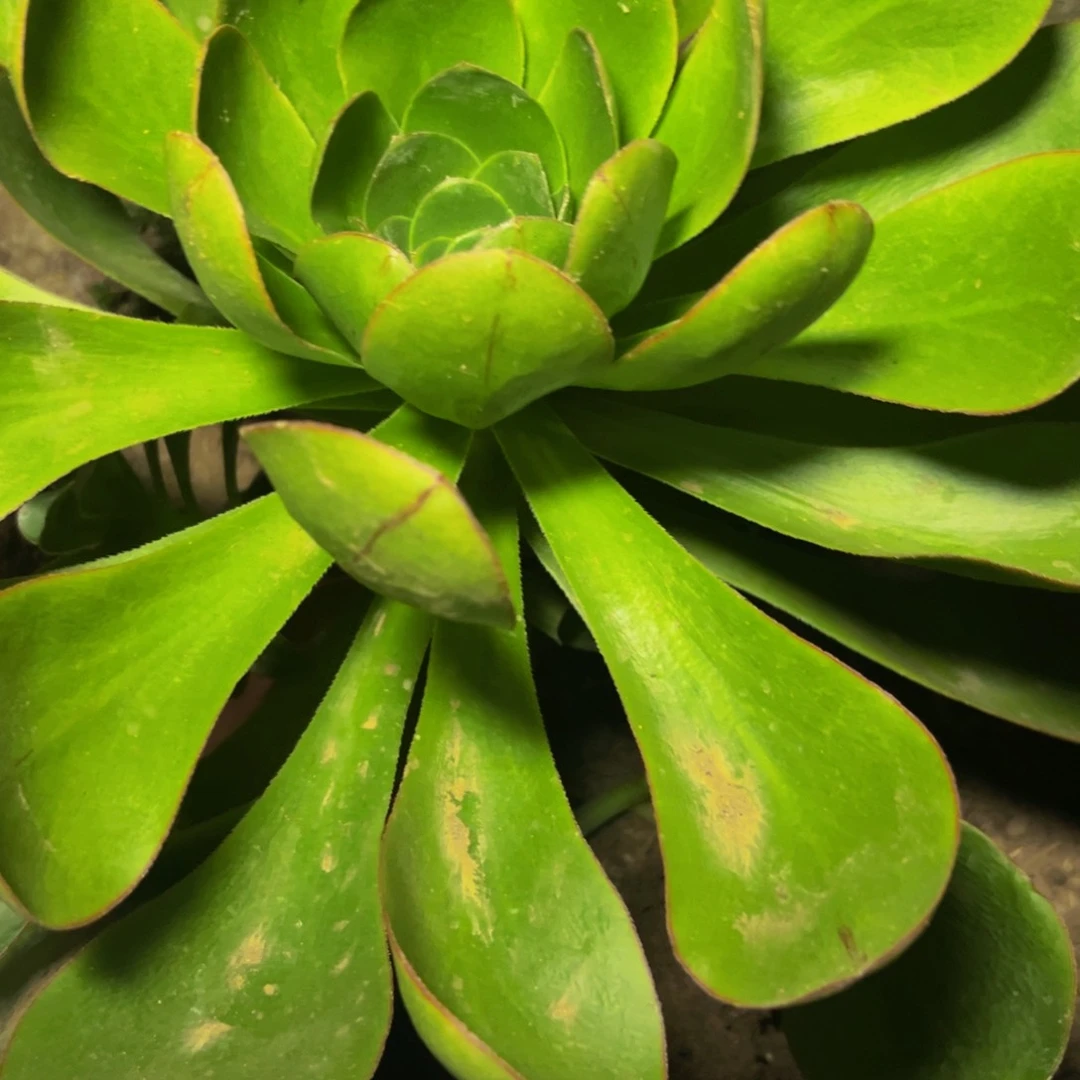 燕子法师单头多肉植物捧花的