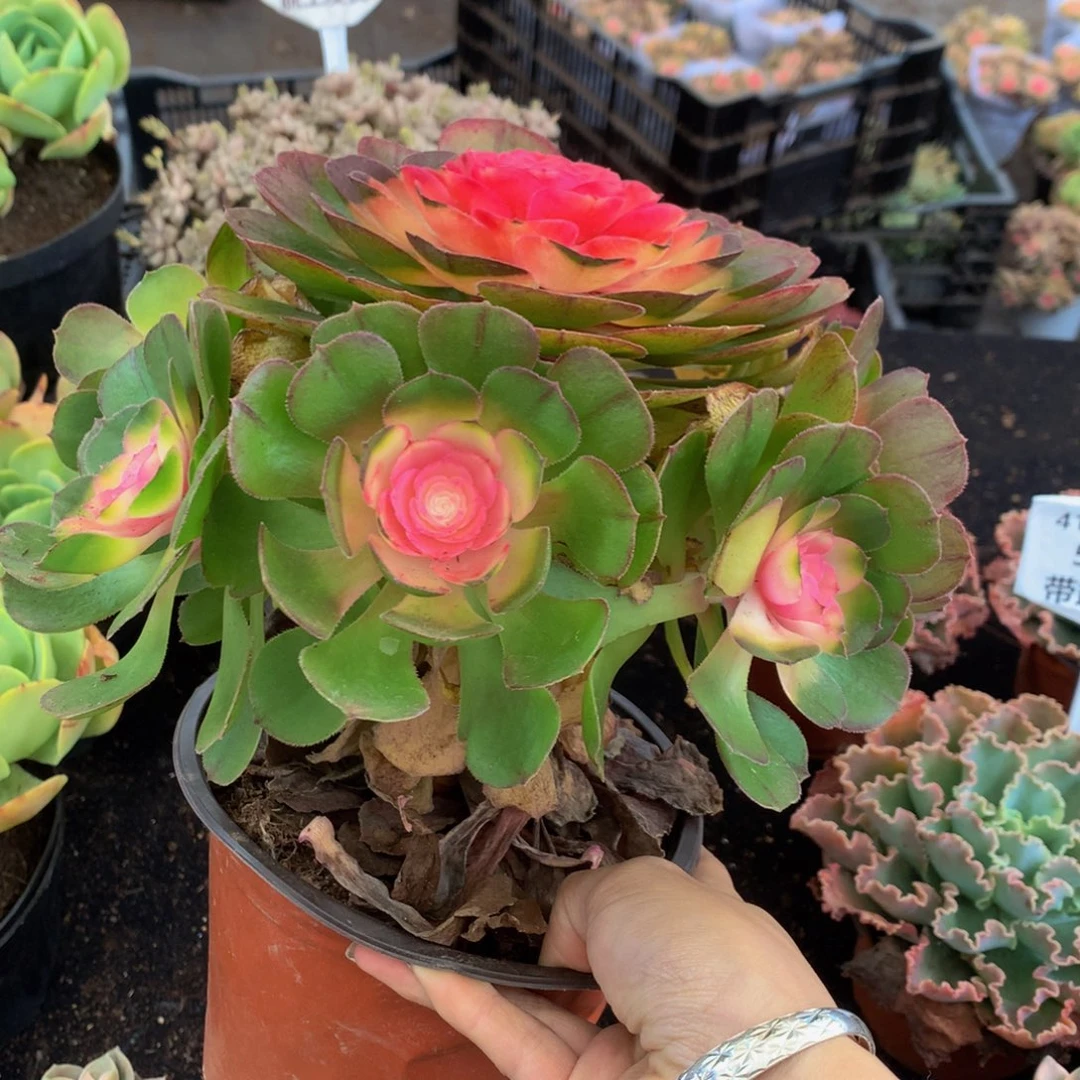 法师手捧脱土6.8