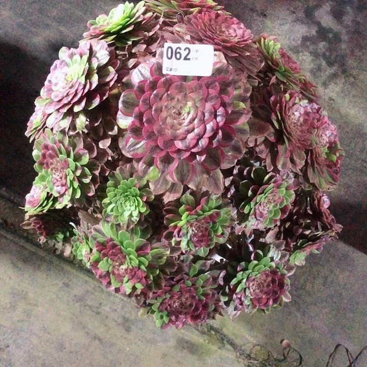 m**i062花脸粉黛多肉法师