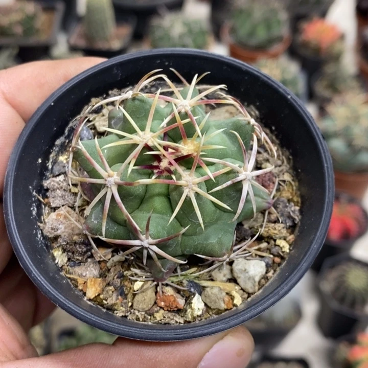 实生大红鹰特价福利