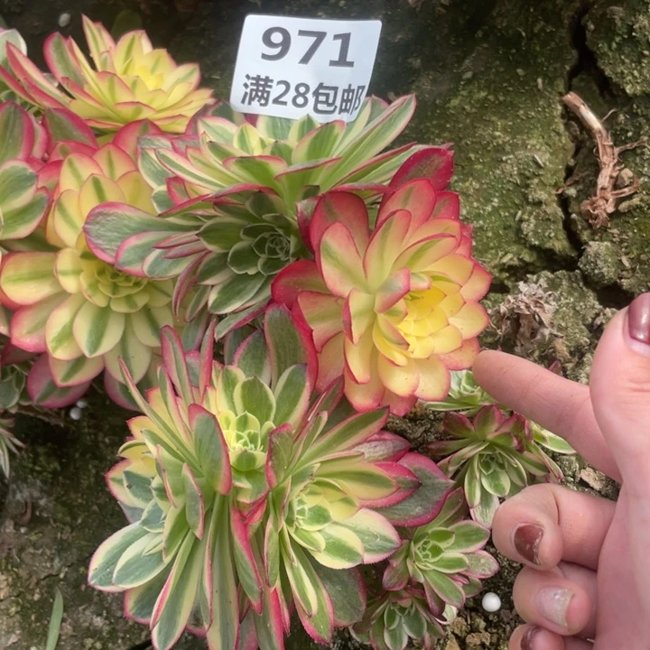 971玉姿多肉母本二号棚E