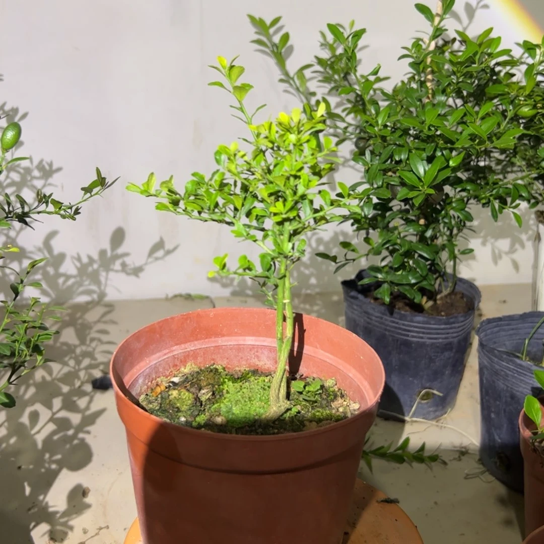 无花朵绿植盆栽植物花卉