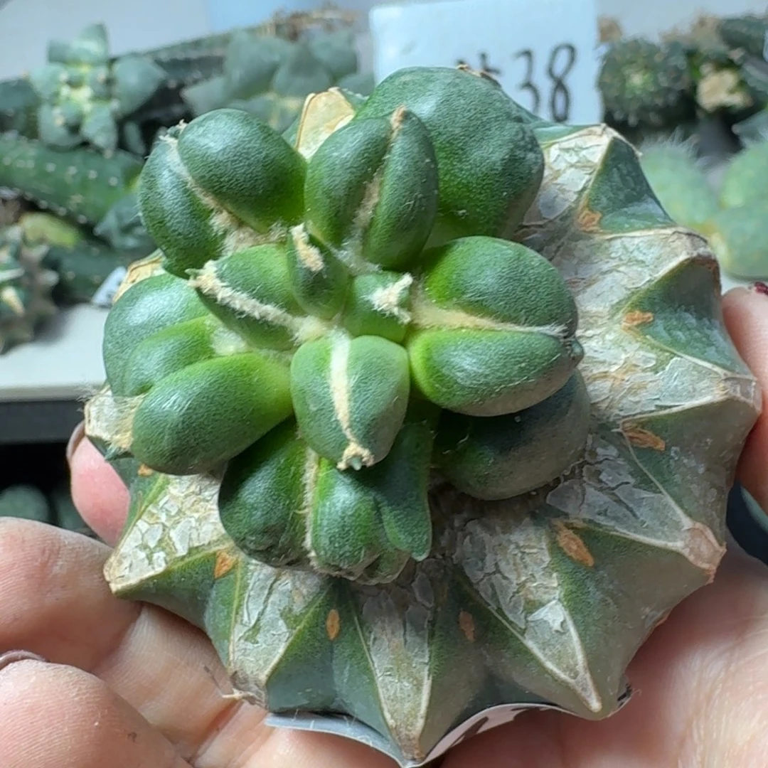 【闪购商品】无花朵梦*蛋尤478