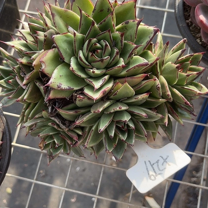 福利出肉，两单包邮279乌木