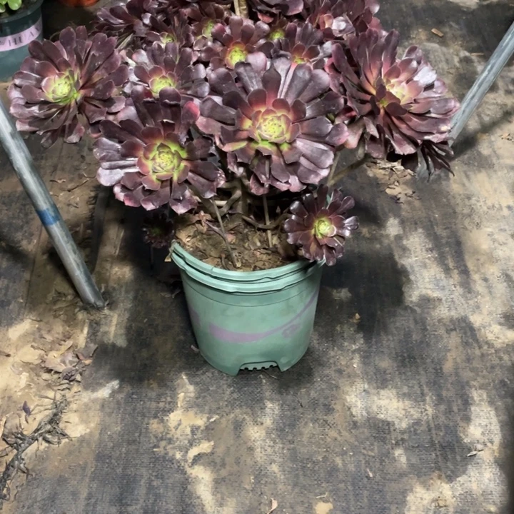88红铜壶多肉多肉植物多肉植物