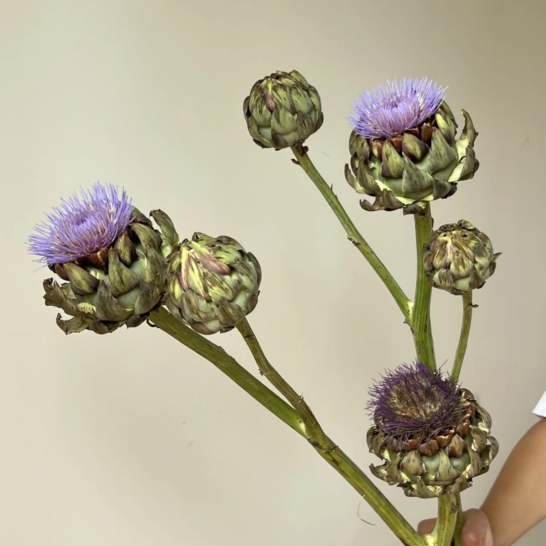 【法国百合】稀有宝莲灯鲜切花可做干花云南直发家用插花束