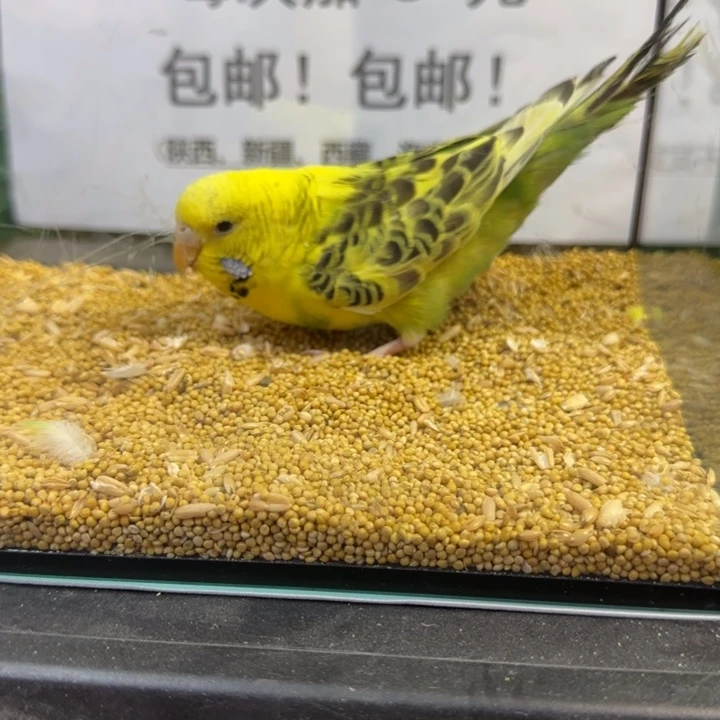 虎皮鹦鹉大头虎皮鹦鹉