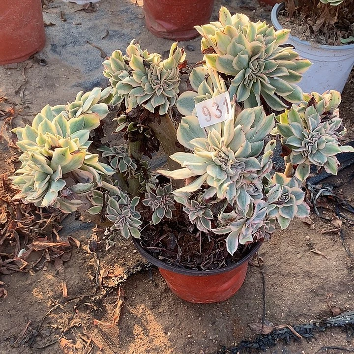 多肉植物灿烂缀931