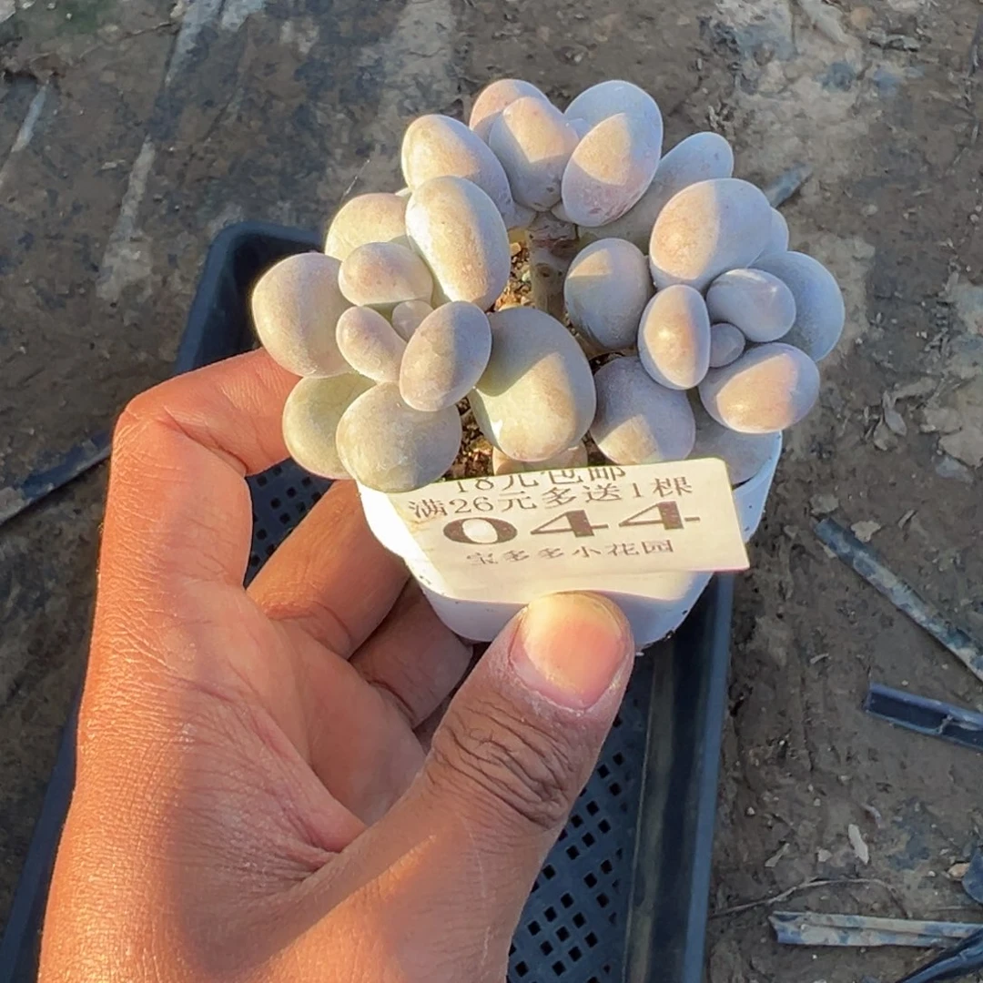 044好奶酪三头群一物一拍