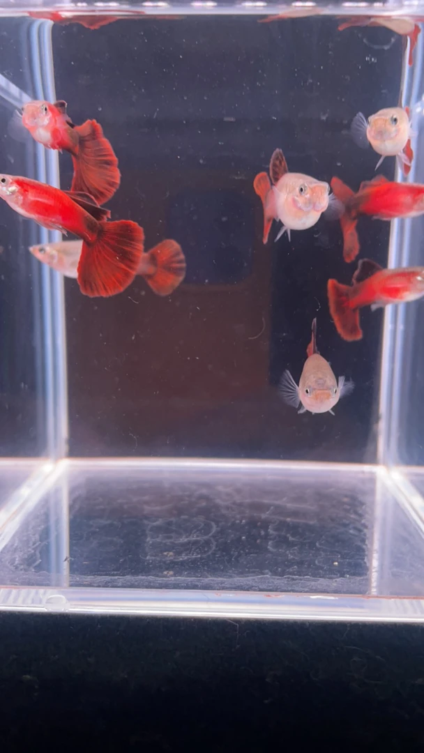 野红种鱼3对入缸无售后