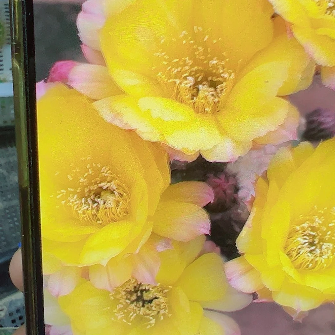 丽花 黄牡丹 侧芽 满20包邮