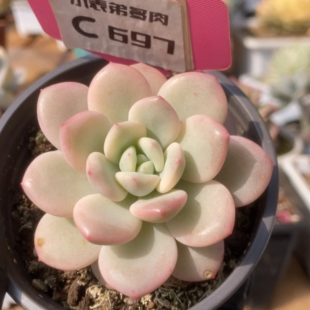 697新香水锦锦锦锦锦