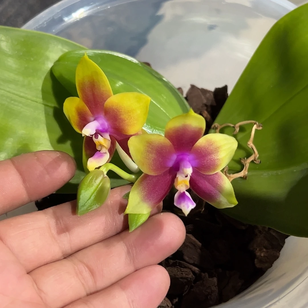 大部分开放少量花苞