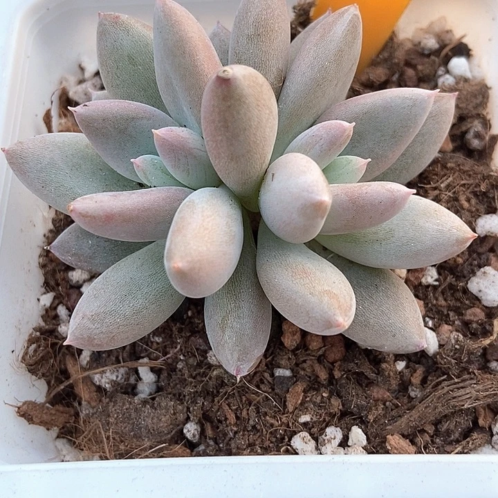 多肉植物哥特萝莉210多肉