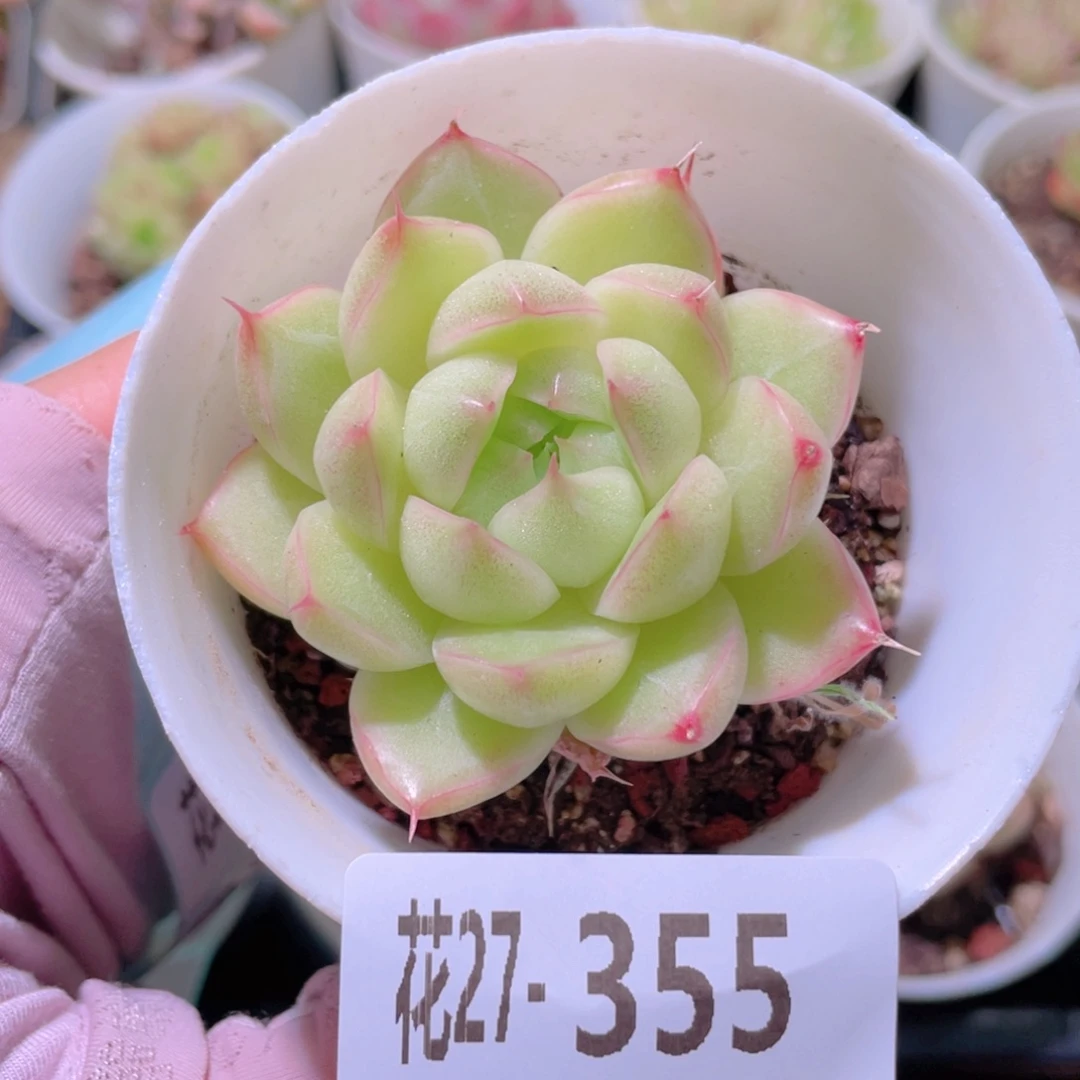 花利美27-355麦秆