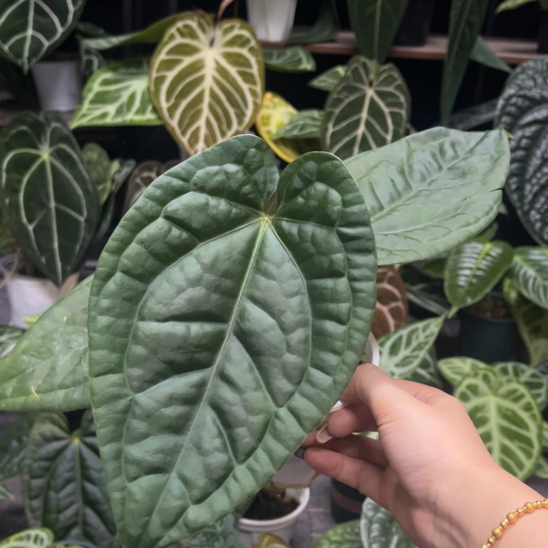 无花朵黑桃杂红水晶杂奢华2691