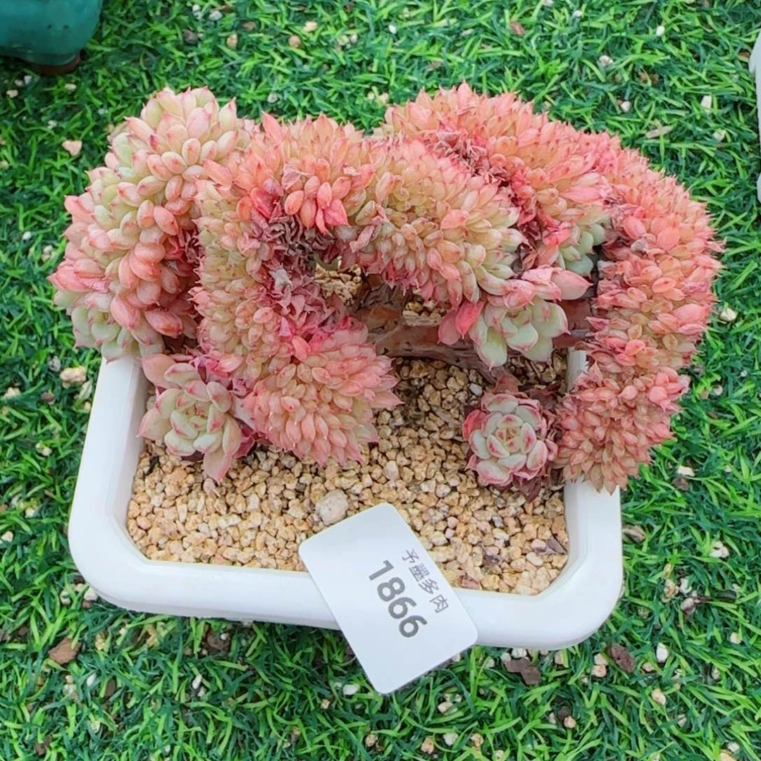 白胖子，1866多肉植物