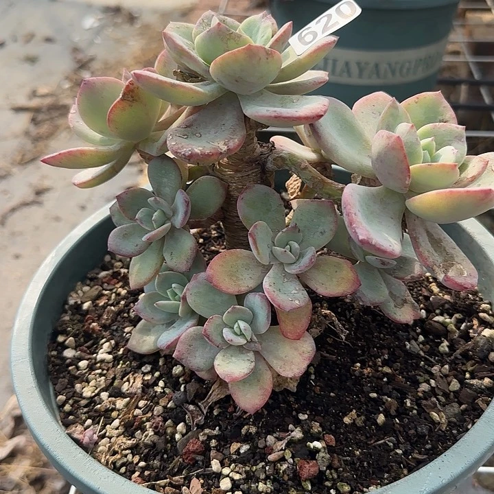 乐*620不售后凤橙脱土发货不退不换