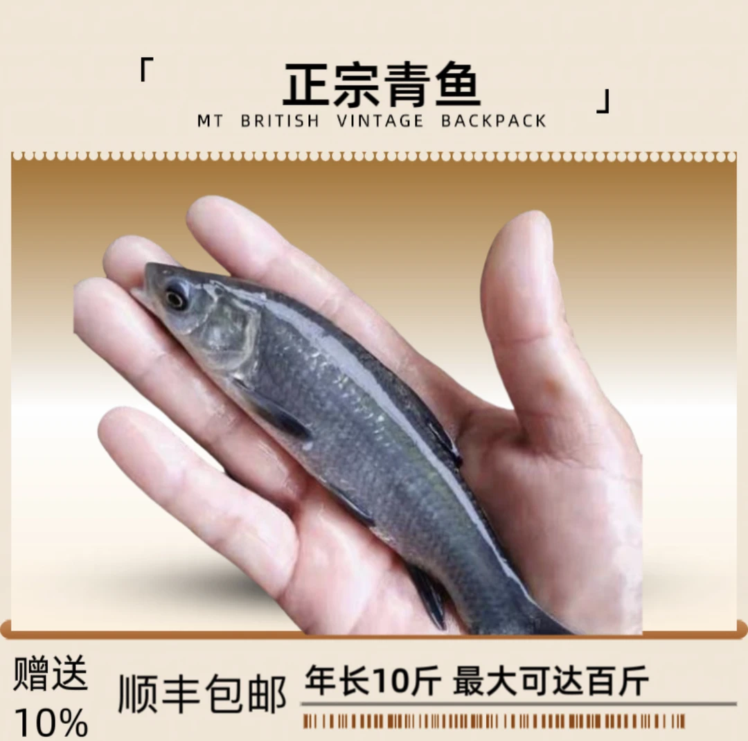 6/7厘米黑鲩鱼青鱼乌青鱼螺狮青鱼黑草鱼淡水养殖可好养耐活