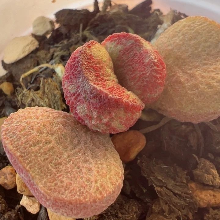 司****布可以说是我的最爱了