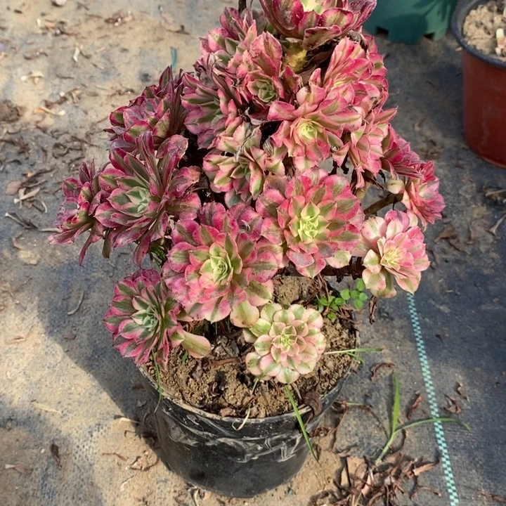 红桐超白52多肉植物法师法师