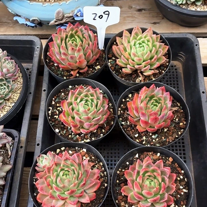 多肉植物，东云6棵209号