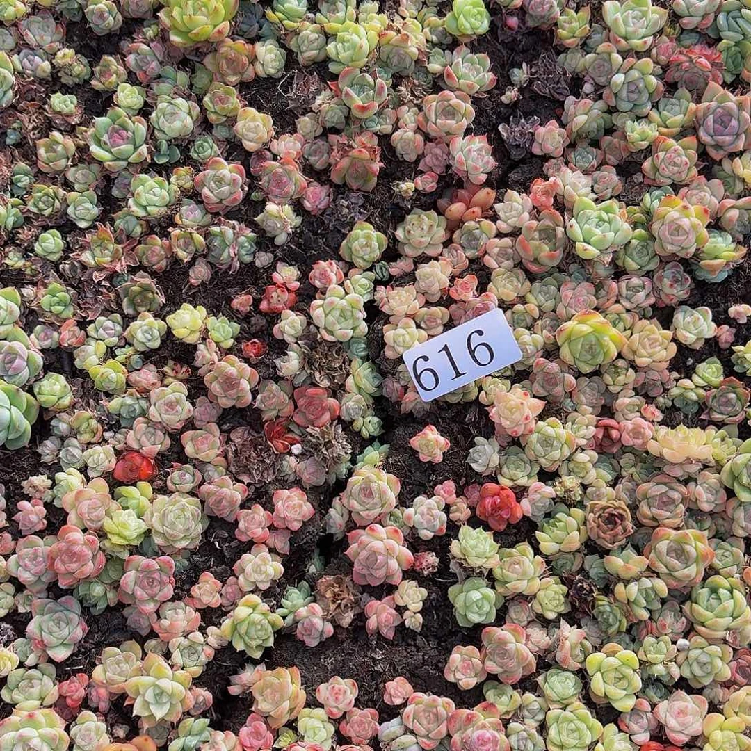 多肉植物多肉植物616