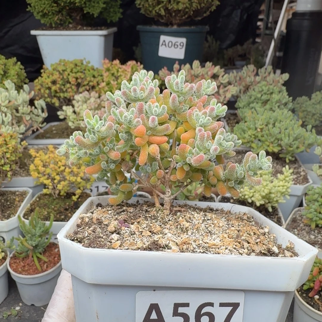 粉***咩A567冰晶枝干一物一拍