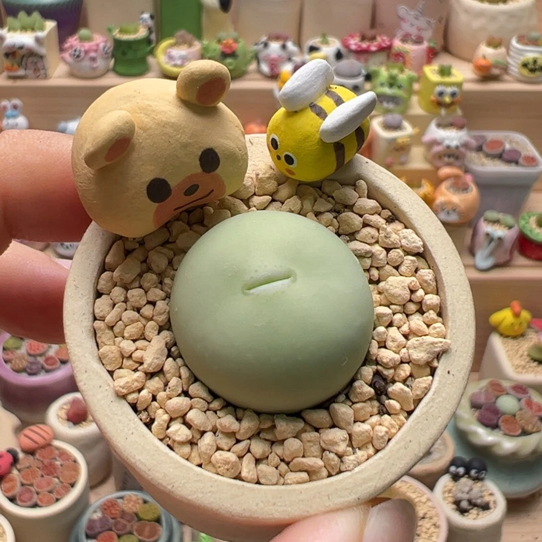 多肉植物36号鸽子蛋