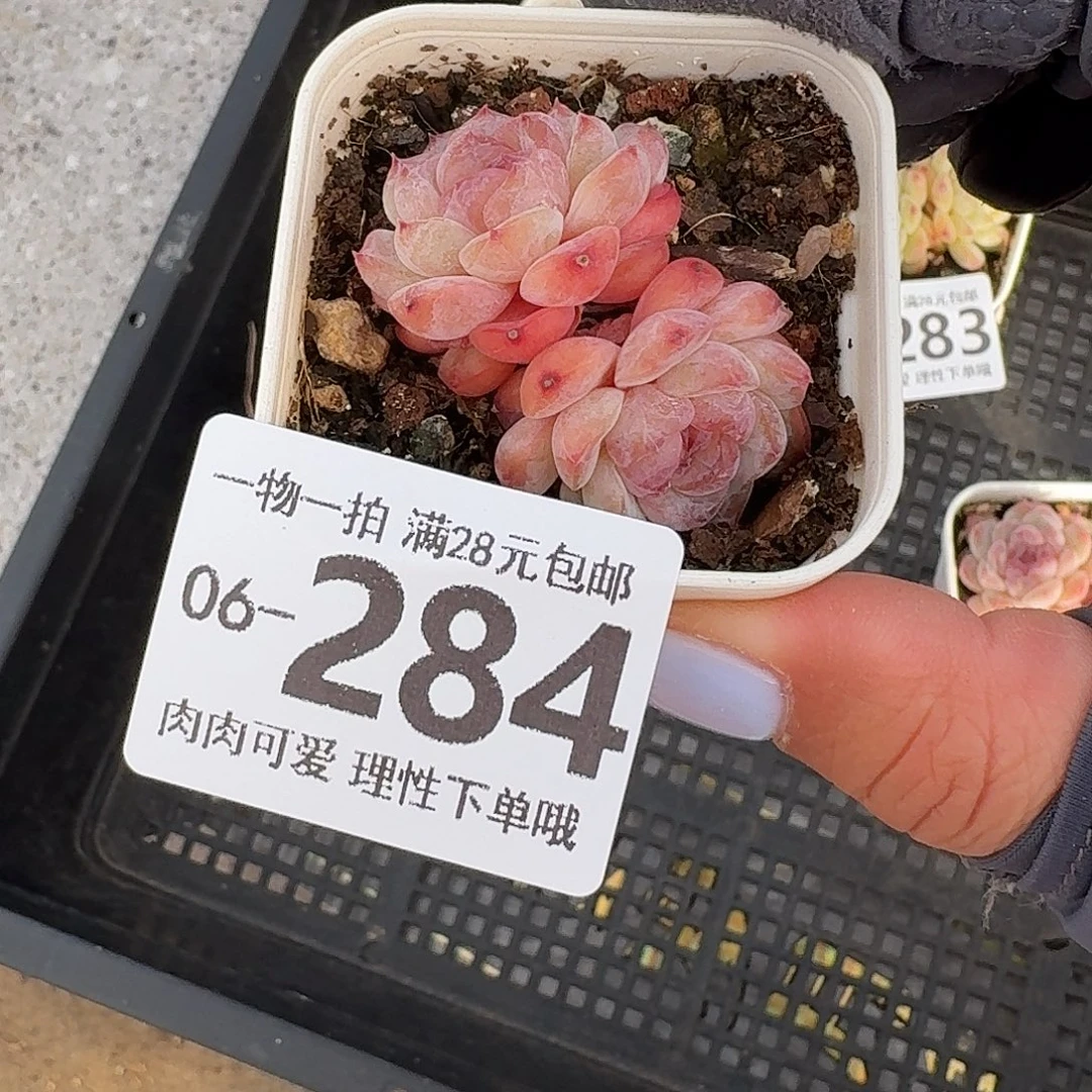 冰魄无盆土发货无