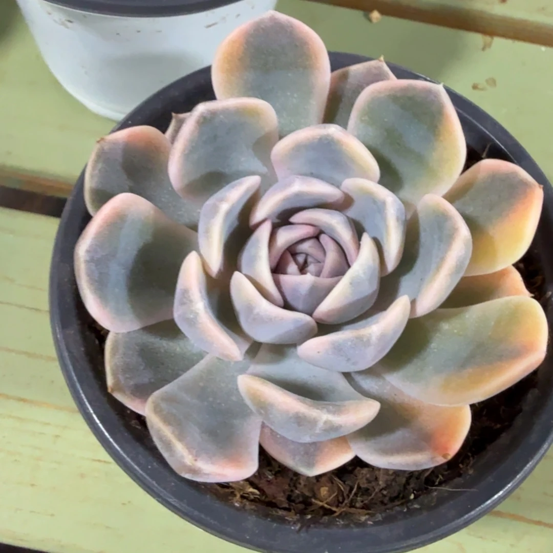 汉堡锦，锦上园艺一物一拍