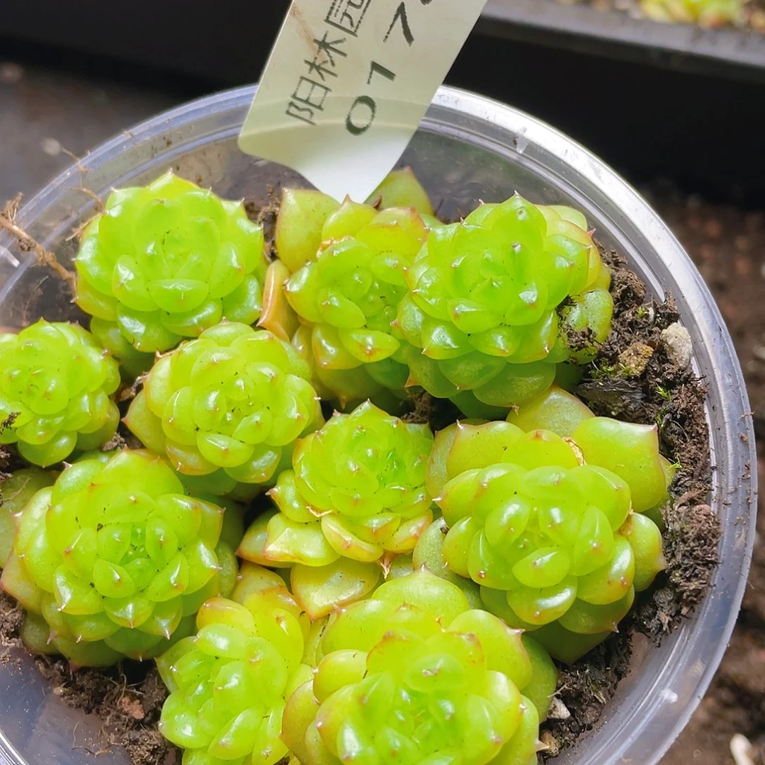 多肉植物多肉植物178