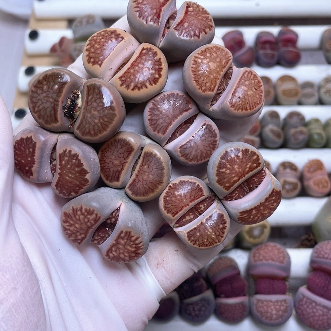 612 尺寸2.7左右…………