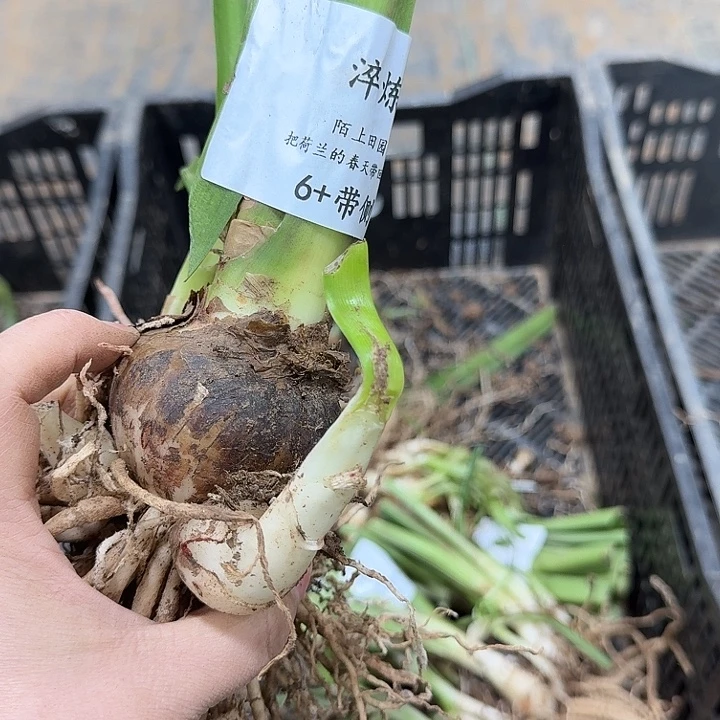 朱顶红淬炼6厘米带侧