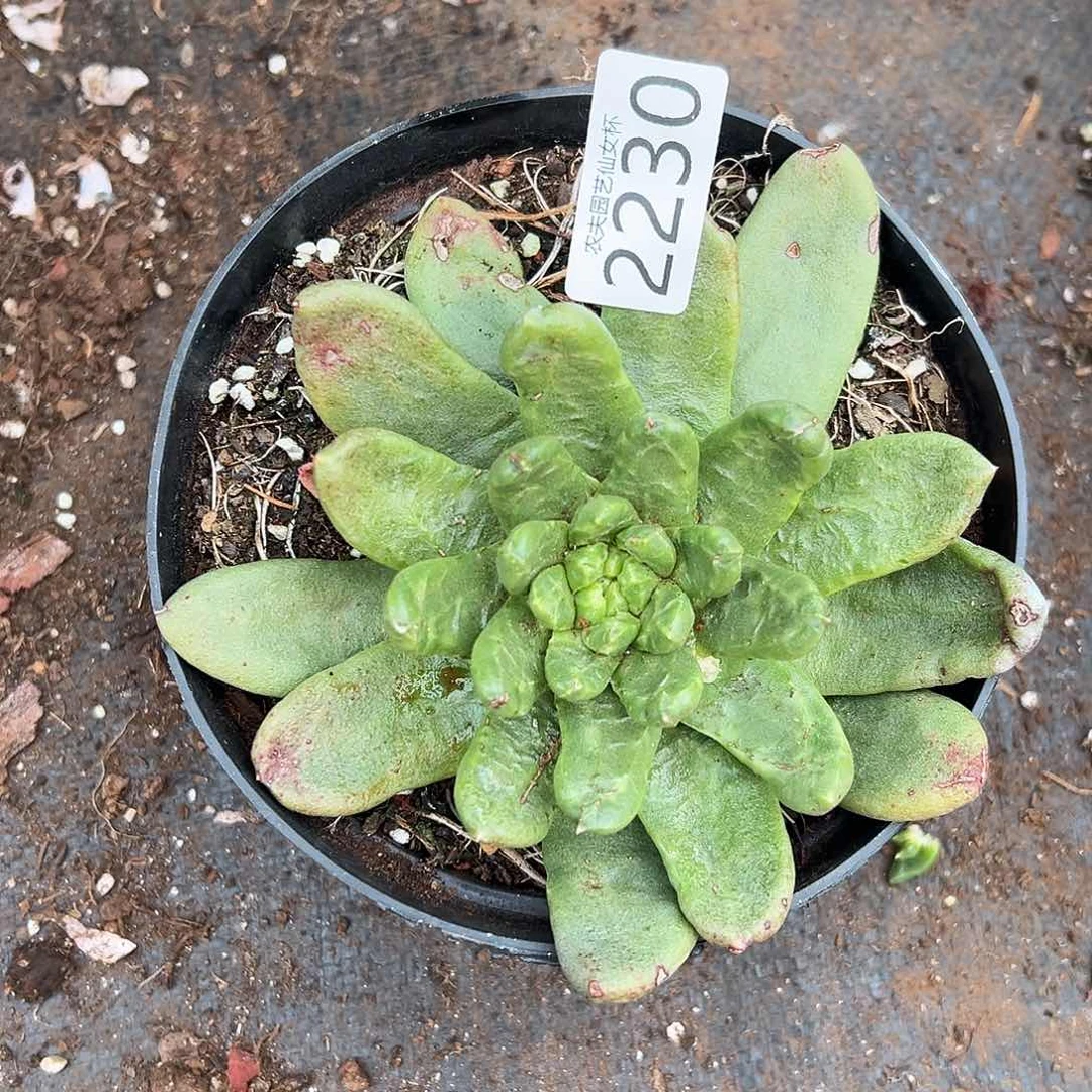 尧*淑绿拇指仙女杯多肉。